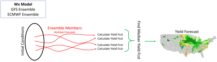 Ensemble Weather Forecast to Yield Forecast Schematic